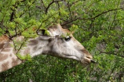 giraffe (19)